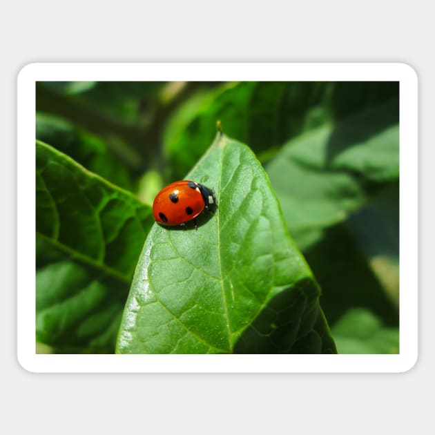 Lady Bug Sticker by Innsmouth